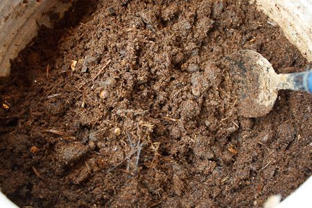 Il secondo vaso contiene il compost in fase intermedia