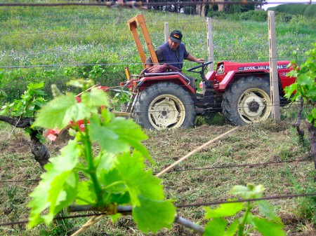 vino del contadino