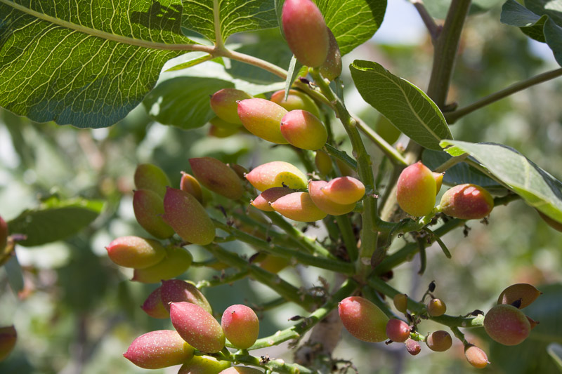 Pistacchio di Bronte