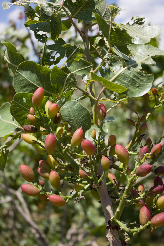 Pistacchio di Bronte