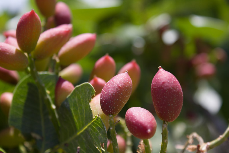 Pistacchio di Bronte